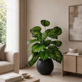 Calathea Plant PL1003