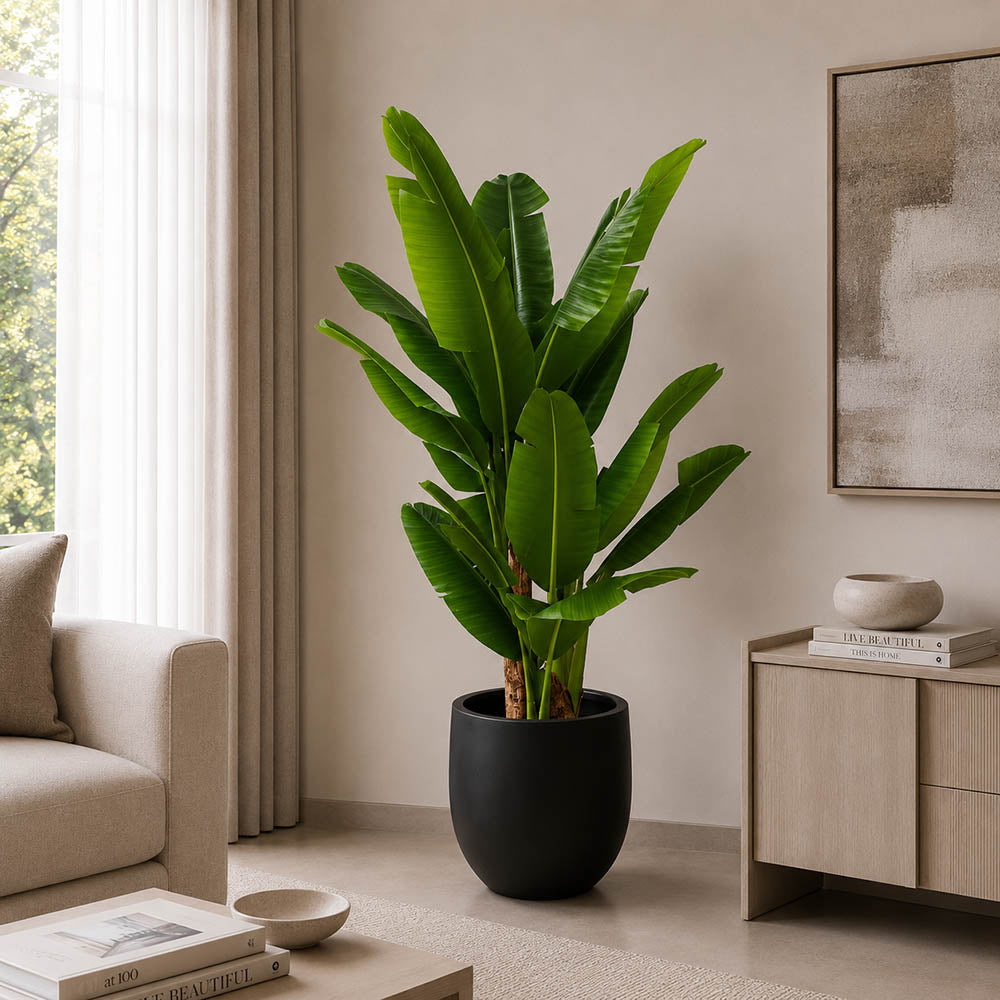 Bambo Banana Plant (PL1008)