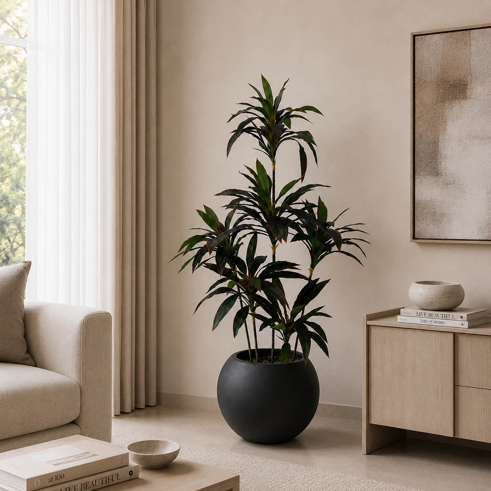 Cordyline Plant (PL1010)