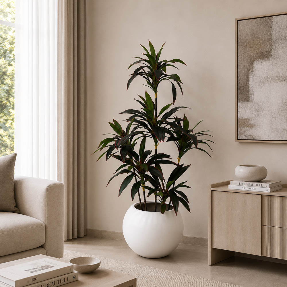 Cordyline Plant (PL1011)