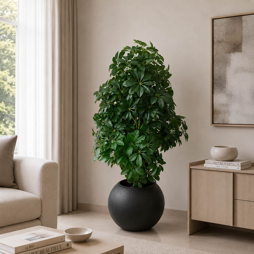 Schefflera Plant (PL1012)