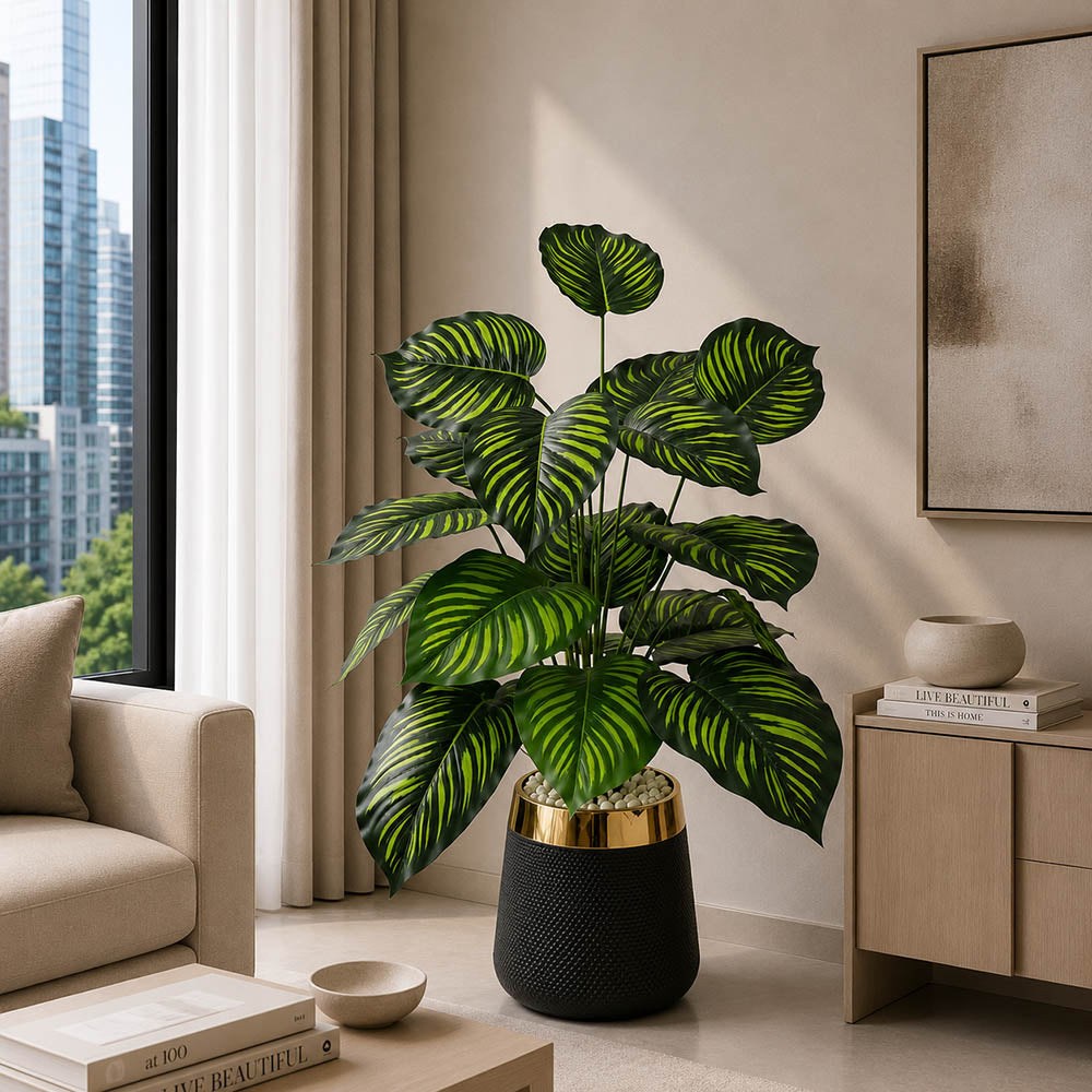 Calathea Plant (PL1014)