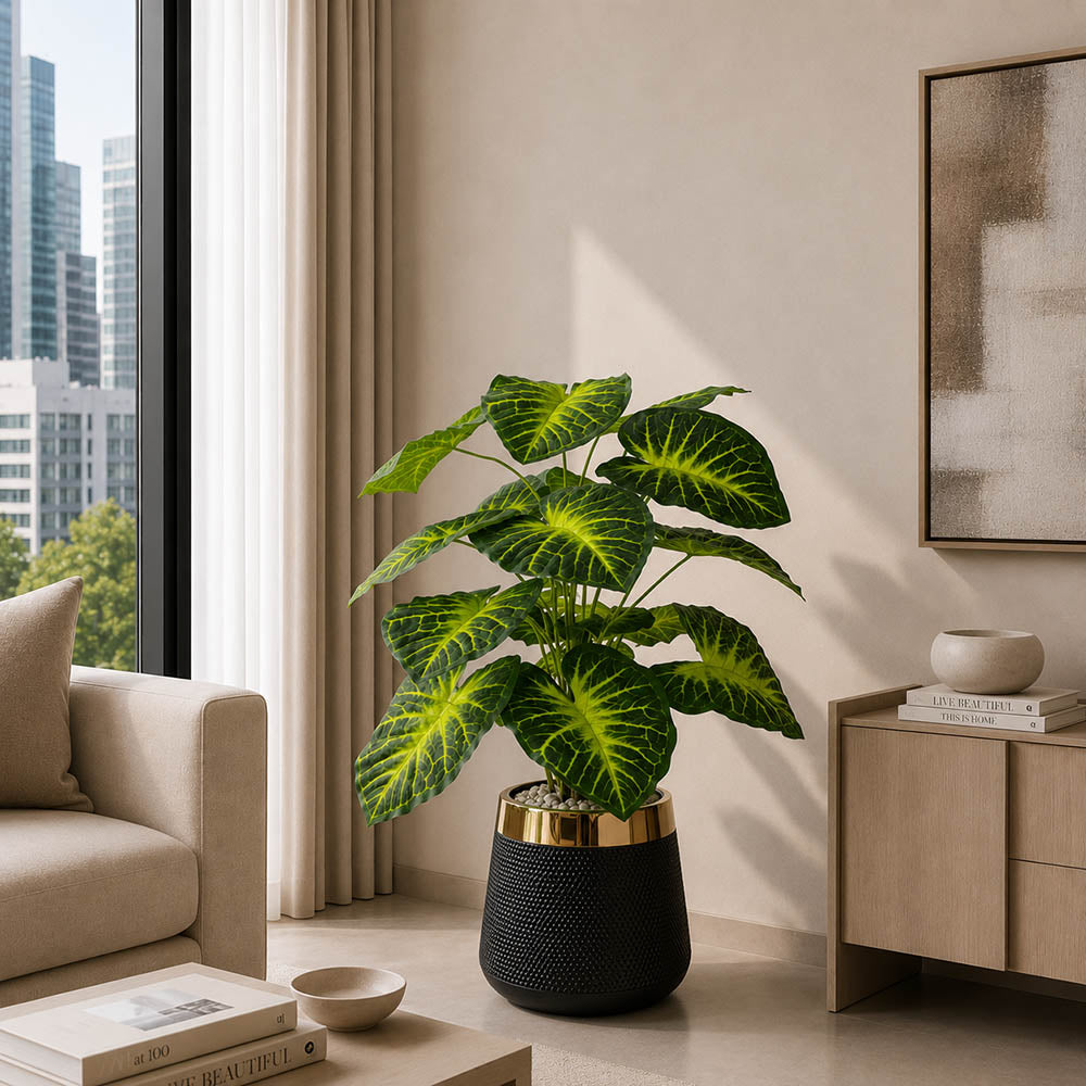 Caladium Plant (PL1015)