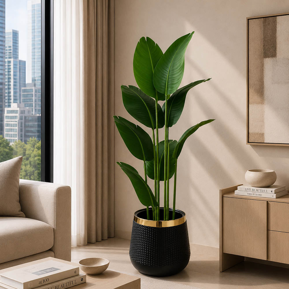 Banana Plant (PL1018)
