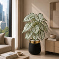 Caladium Plant (PL1024)