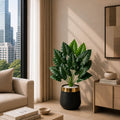 Elephant Ear Plant (PL1025)