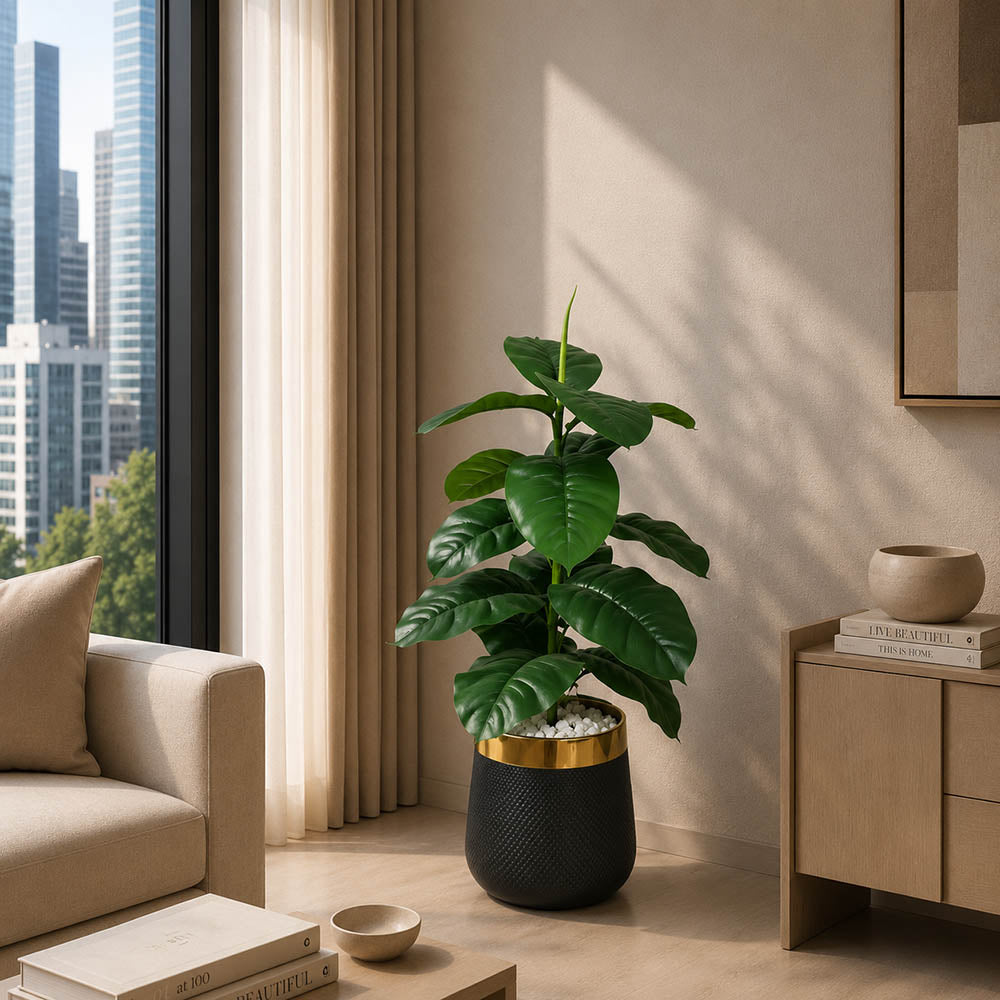 Philodendron Plant (PL1026)