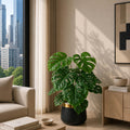 Monstera Plant (PL1029)