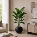 Areca Plant (PL1033)