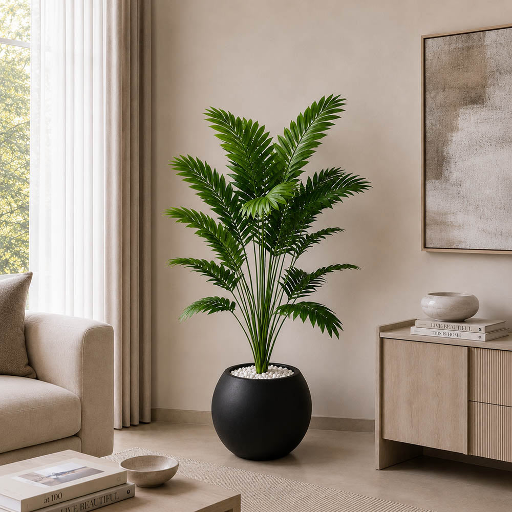 Areca Plant (PL1033)