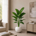 Areca Palm Plant (PL1034)