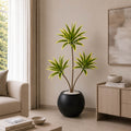 Dracaena Lemon Lime (PL1038)