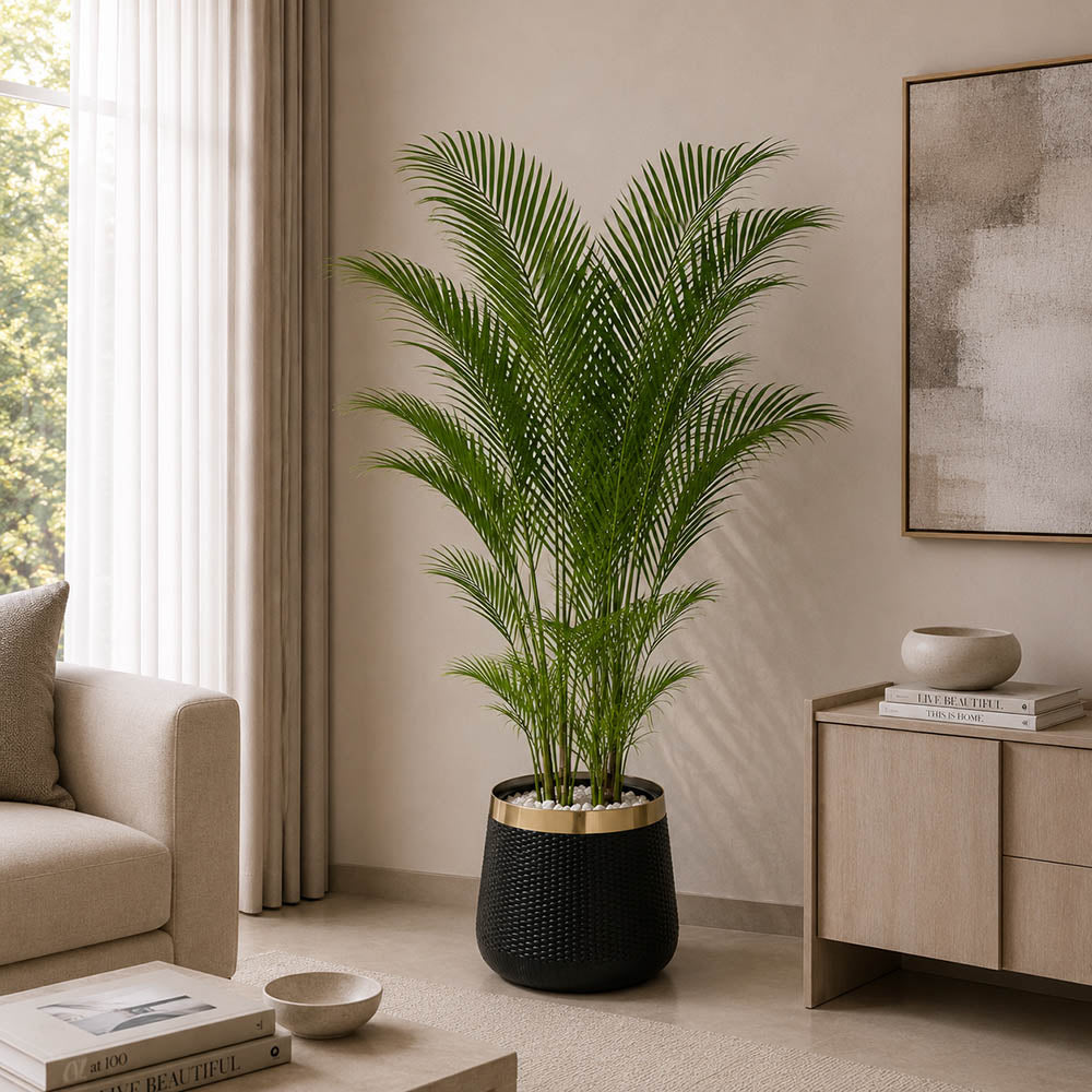 Premium Areca Palm (PL1040)
