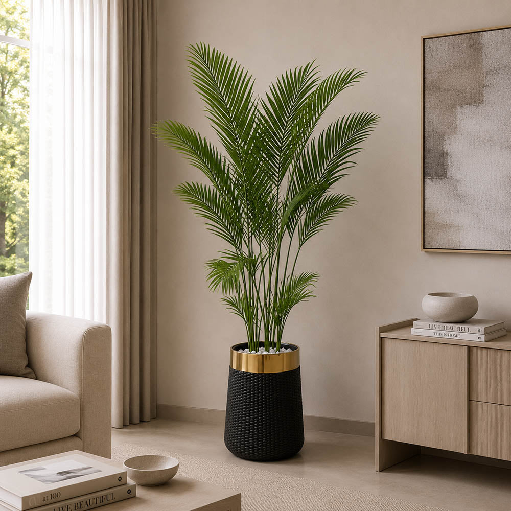 Areca Palm Plant (PL1042)