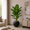 Dieffenbachia Plant (PL1044)