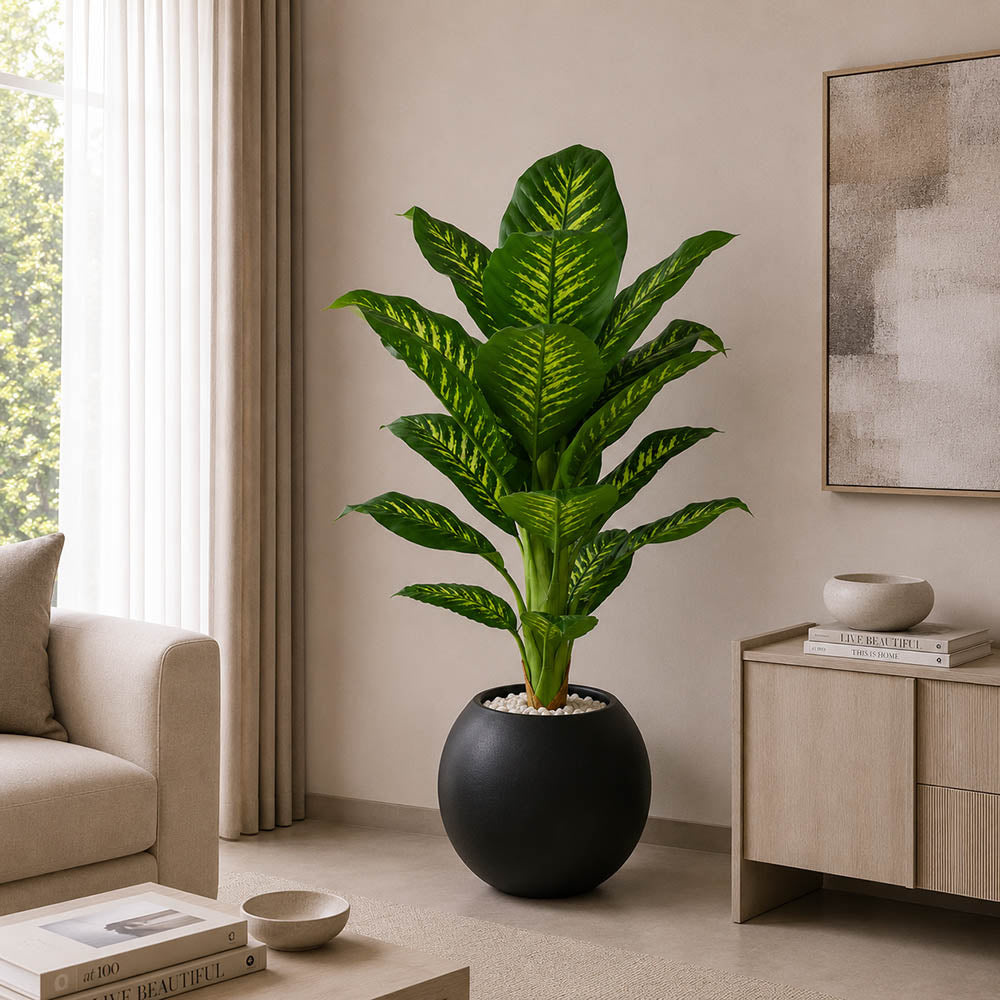 Dieffenbachia Plant (PL1044)