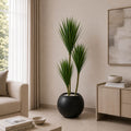 Dracaena Marginata Plant (PL1045)