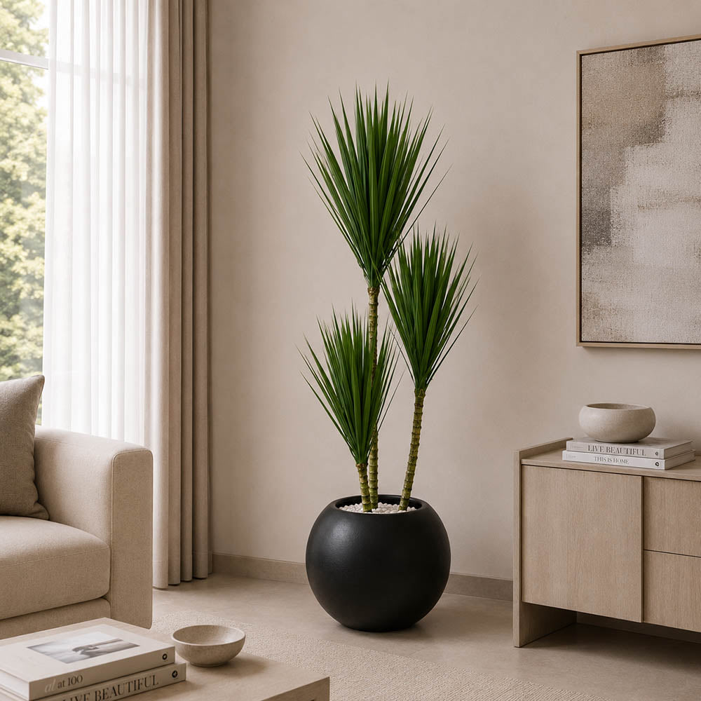 Dracaena Marginata Plant (PL1045)