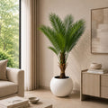 Cycas Palm Tree (PL1049)