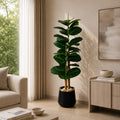 Rubber Plant Tree (PL1050)