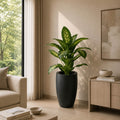 Dieffenbachia Plant (PL1054)