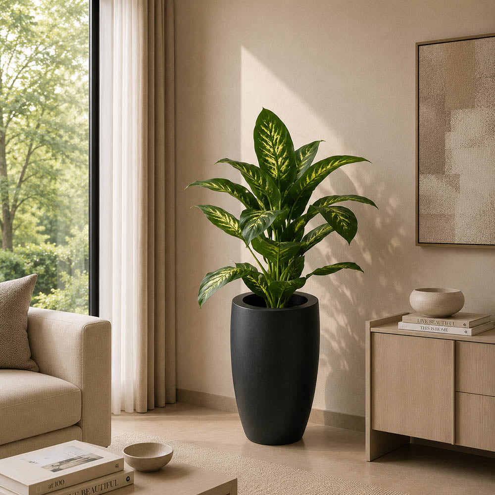 Dieffenbachia Plant (PL1054)