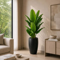 Bambo Banana Plant (PL1056)
