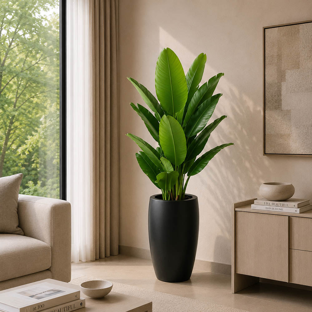Bambo Banana Plant (PL1056)