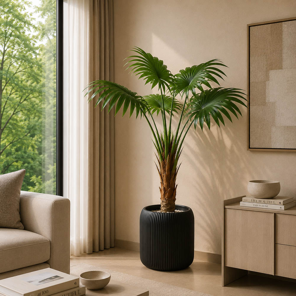 Fan Palm Plant (PL1060)