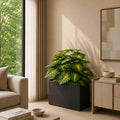 Money Plant (PL1061)