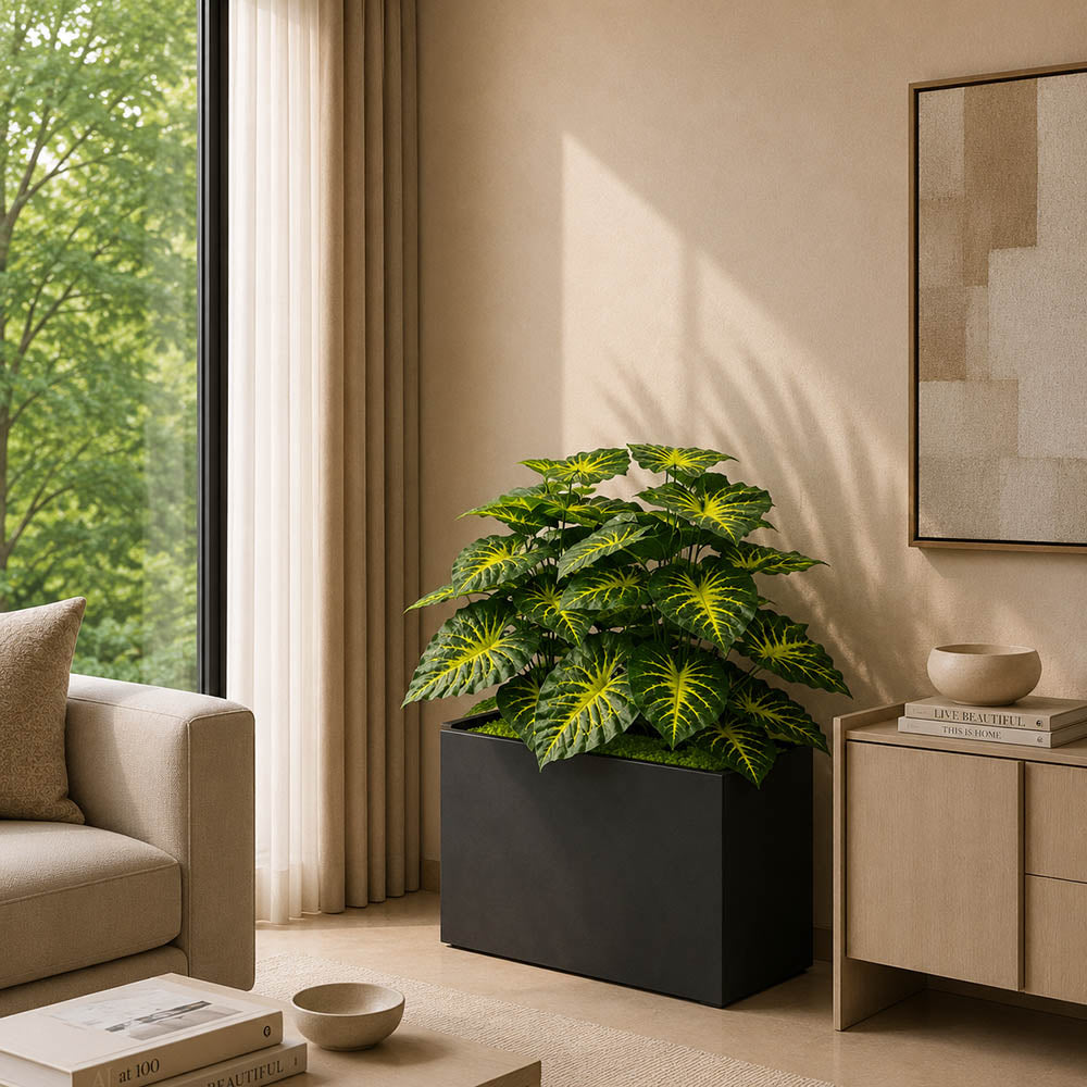 Money Plant (PL1061)