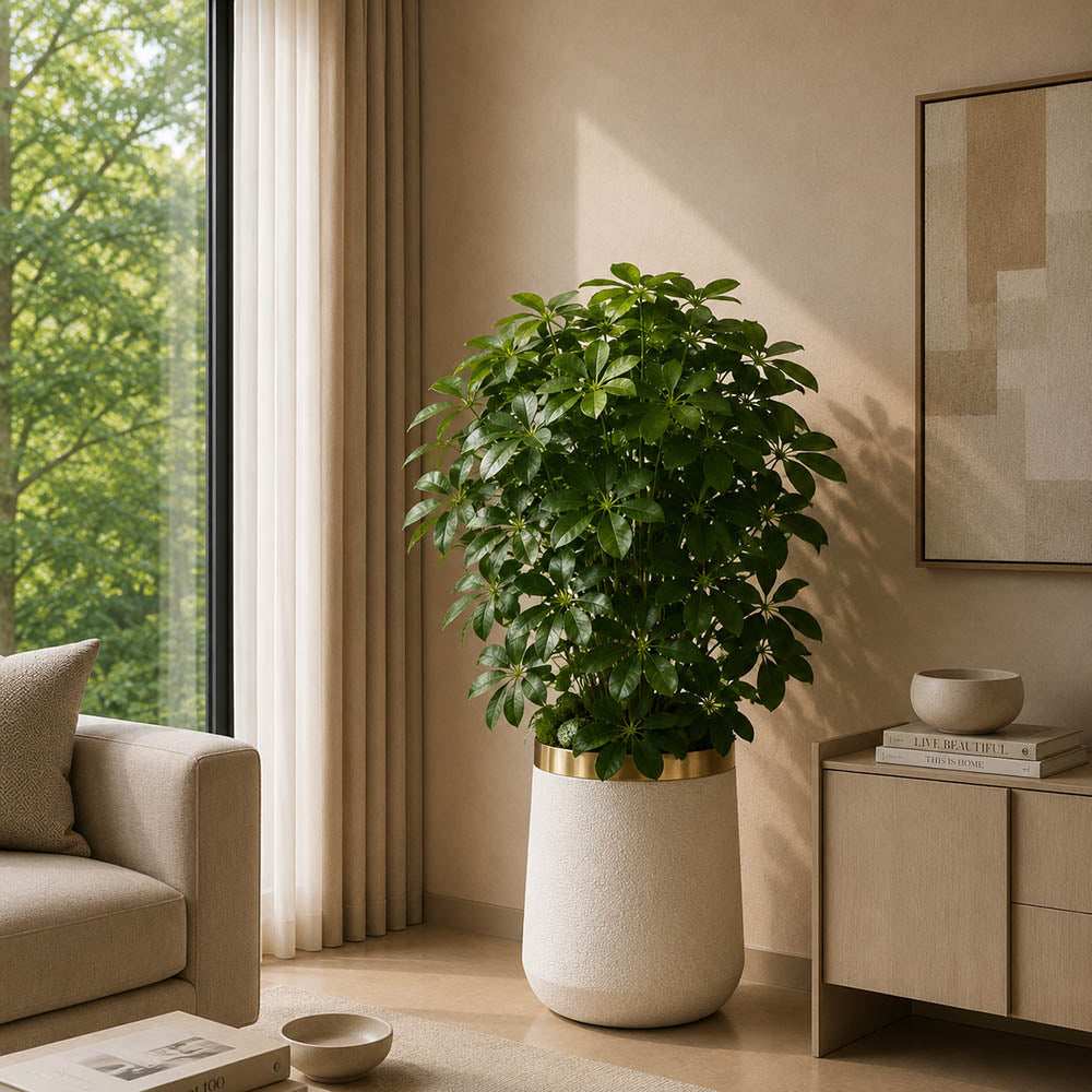 Cheecho Plant (PL1062)