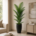 Areca Plant (PL1064)