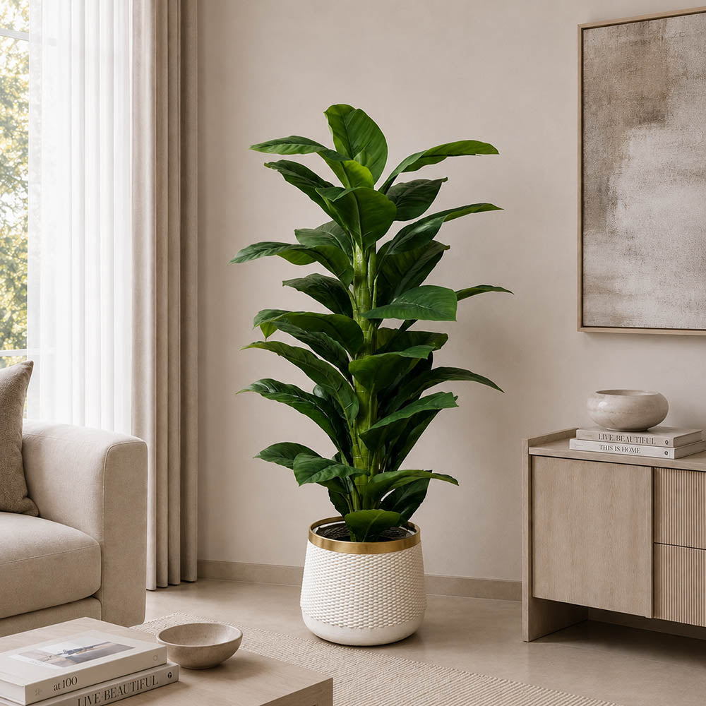 Imperial Banana Plant (PL1070)