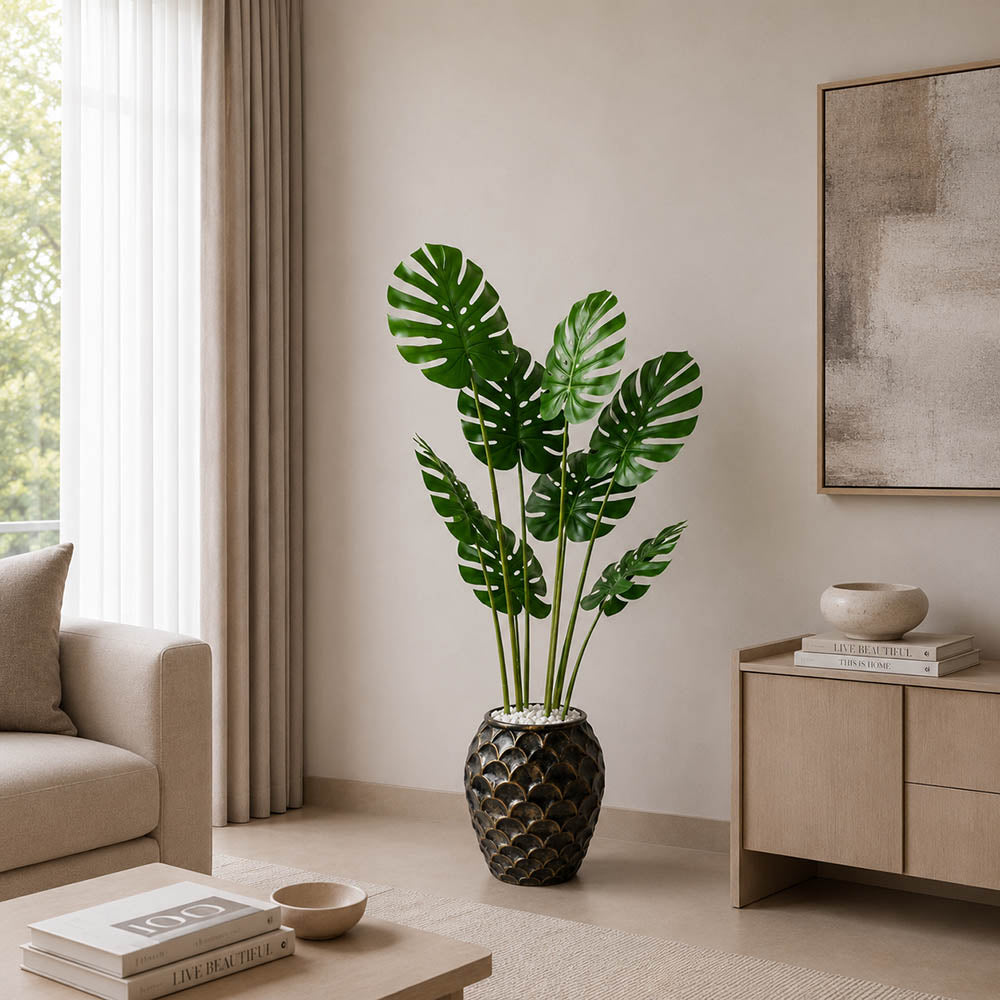 Monstera Royale Plant (PL1072)