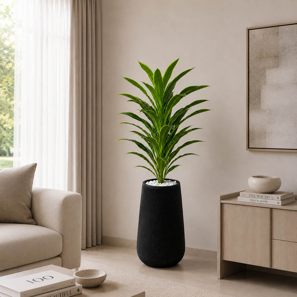 Ivory Green Snake Plant (PL1075)