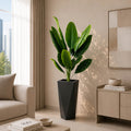 Banana Plant (PL1079)