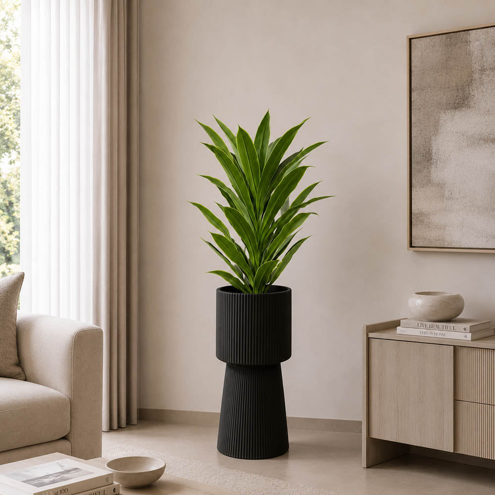 Emerald Snake Plant (PL1081)