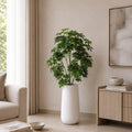 Ivory Umbrella Plant (PL1086)