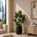 Noir Umbrella Plant (PL1088)