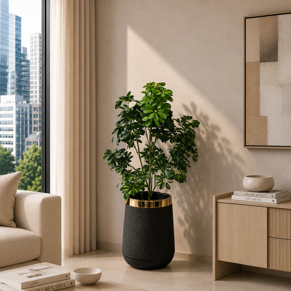 Noir Umbrella Plant (PL1088)