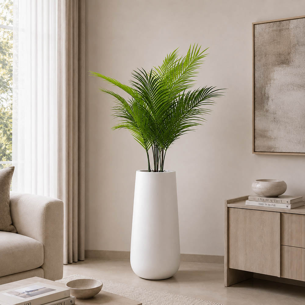 Palm Breeze Plant (PL1089)