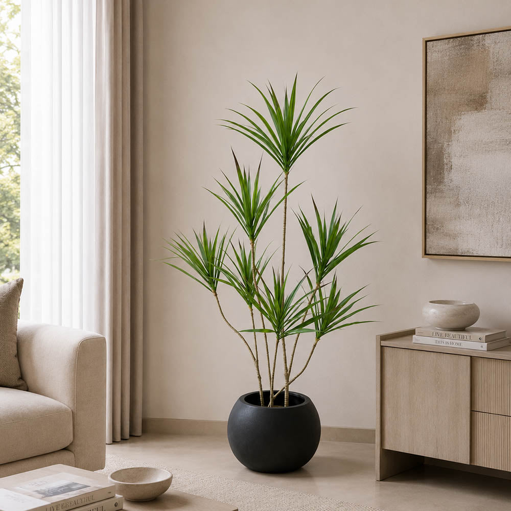 Dracaena Elegance Plant (PL1090)