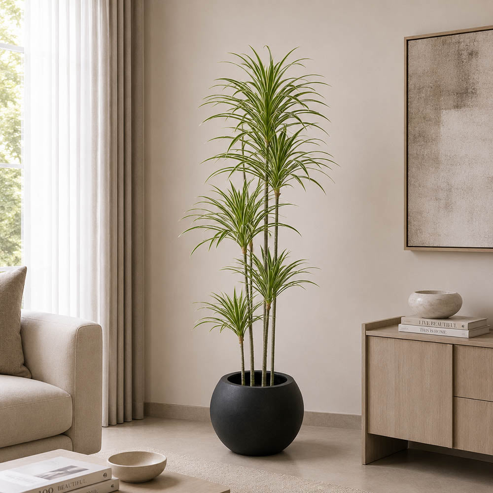 Dracaena Warneckii Plant (PL1092)