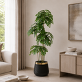 Tamarind Tree (PL1094)