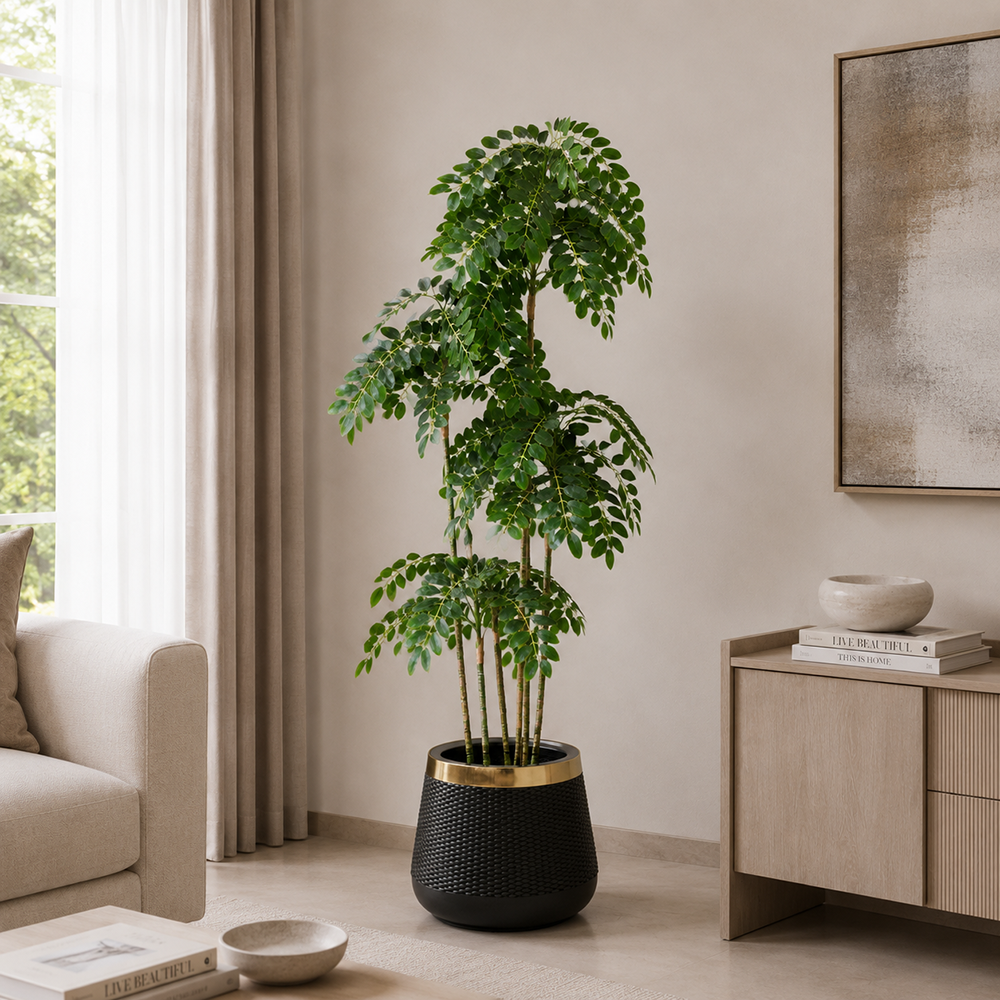Tamarind Tree (PL1094)