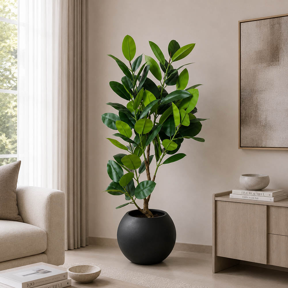Ficus Elastica (PL1096)