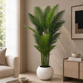 Areca Plant (PL1103)