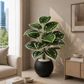 Variegated Plant (PL1104)