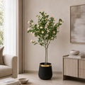 Champa Flower Plant (PL1105)